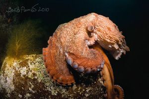 Le Penseur / Thinker
/ Giant Octopus Dofleini by Boris Pamikov 